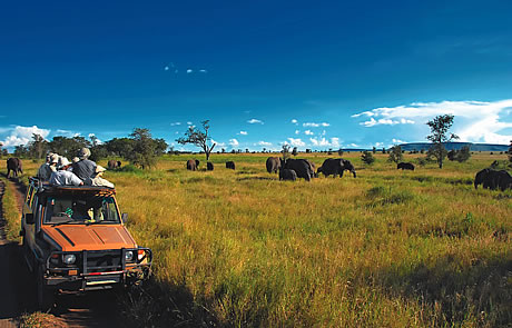 Safari